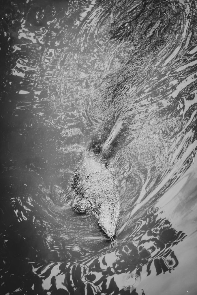 Water monitor lizard swimming the waterways in Mirissa Beach - Sri Lanka.